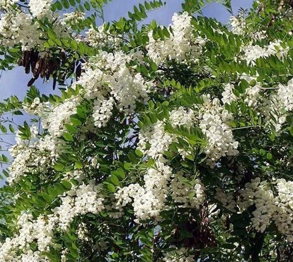 robinier-commun-faux-acacia.jpg