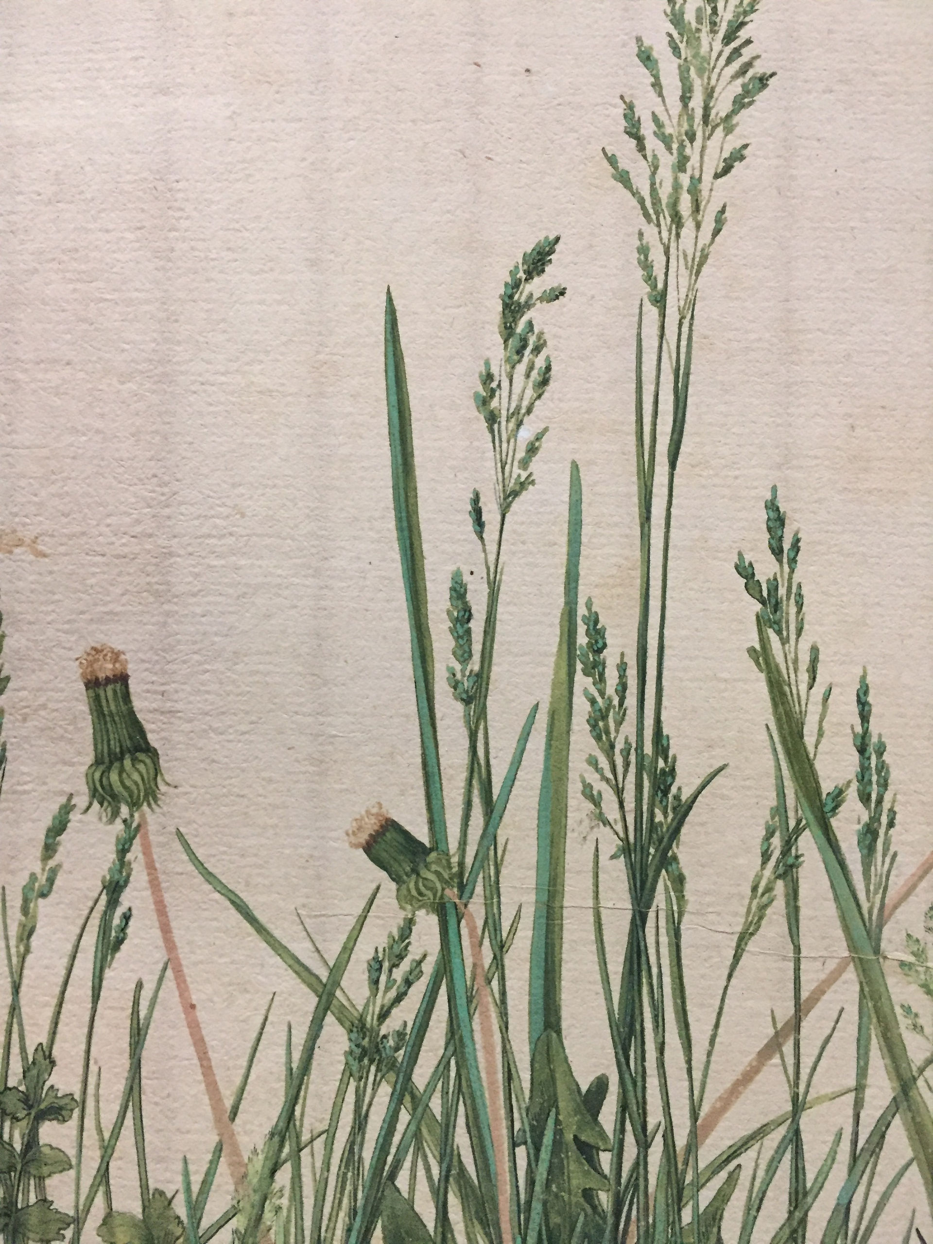 The Great Piece of Turf