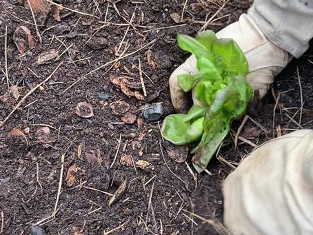 Planting lettuce!
