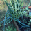 Thumbnail: Spring Onions (Scallions)