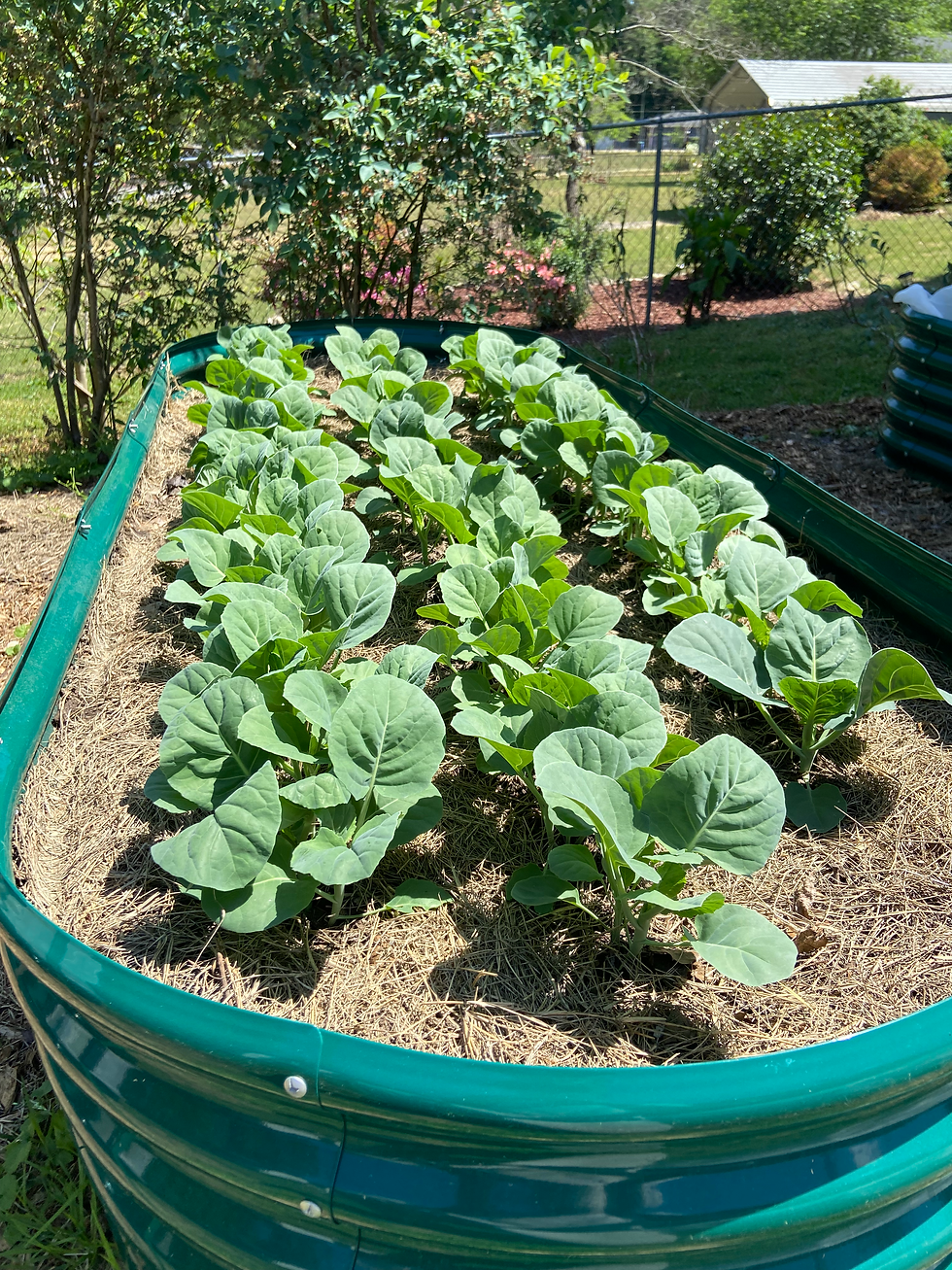 Thumbnail: Gai Lan (Chinese Broccoli)
