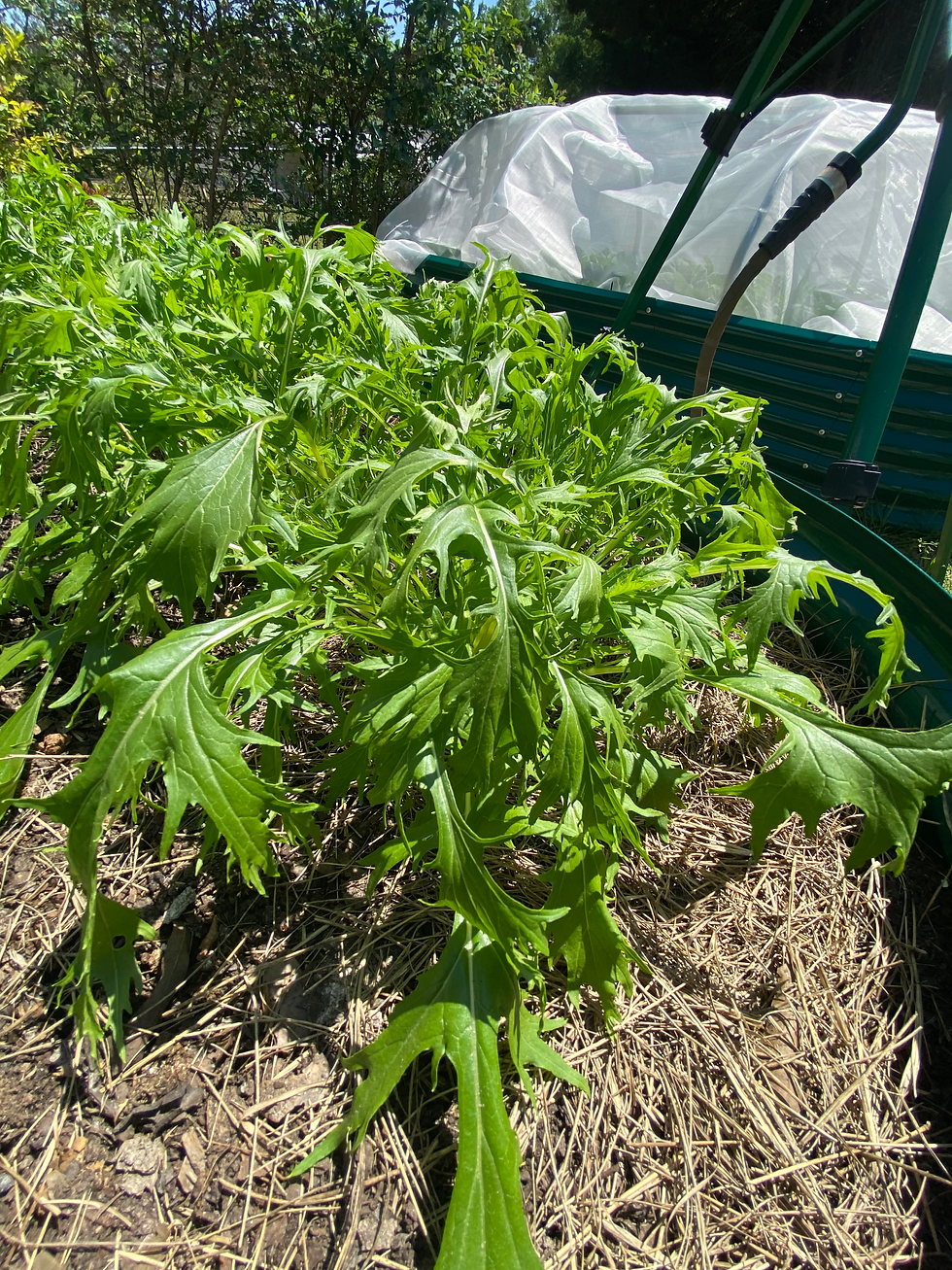 Thumbnail: Mustard greens