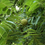 Thumbnail: Black Walnuts