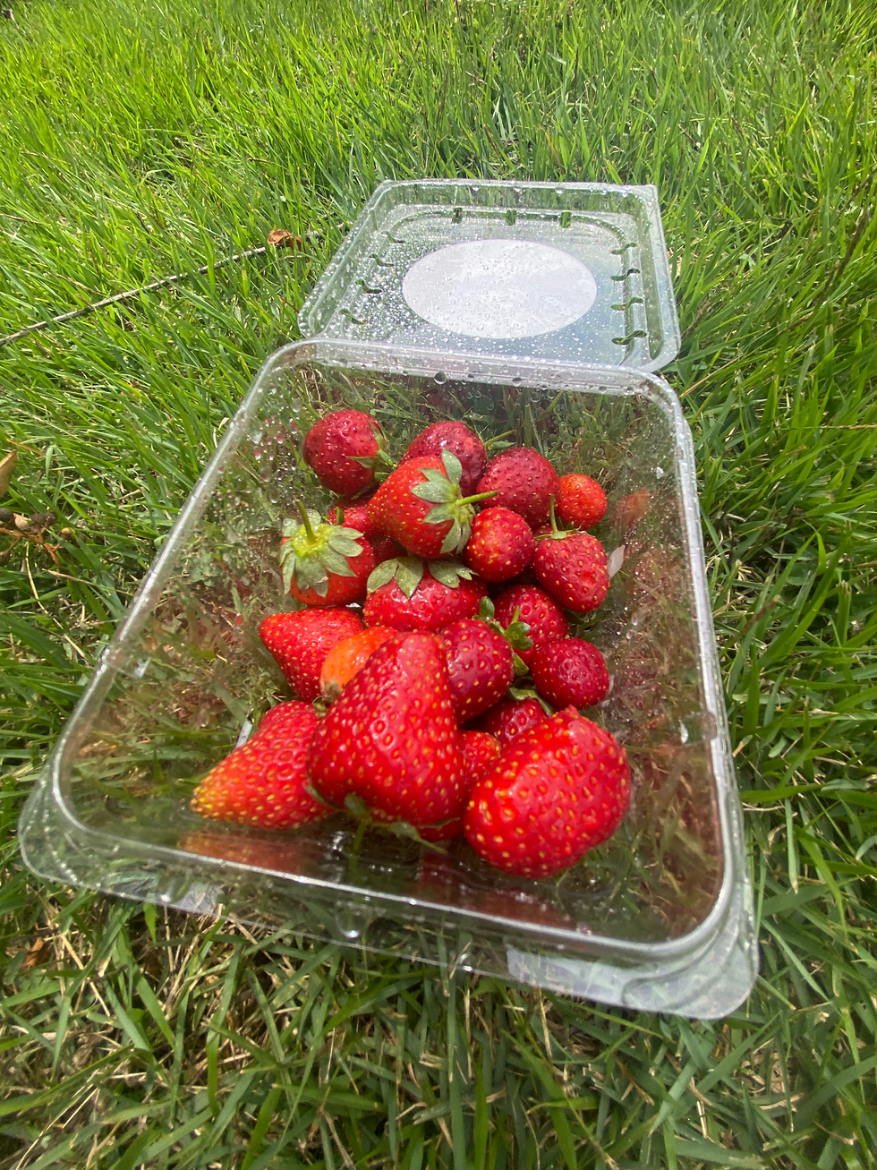 Strawberries are here!🍓(Harvests happen weekly so we will not be able to sell a-lot at once.)