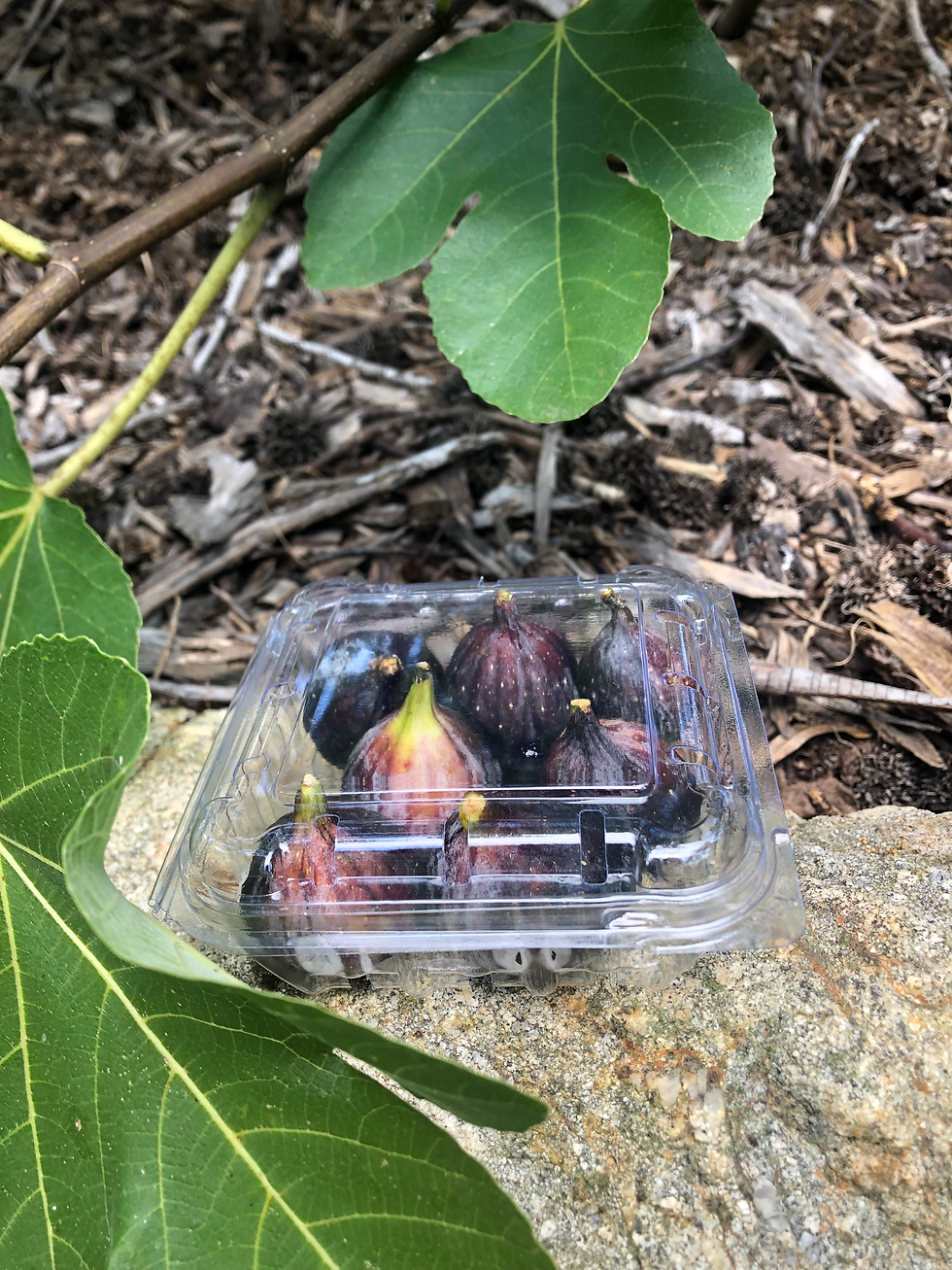 Thumbnail: Figs