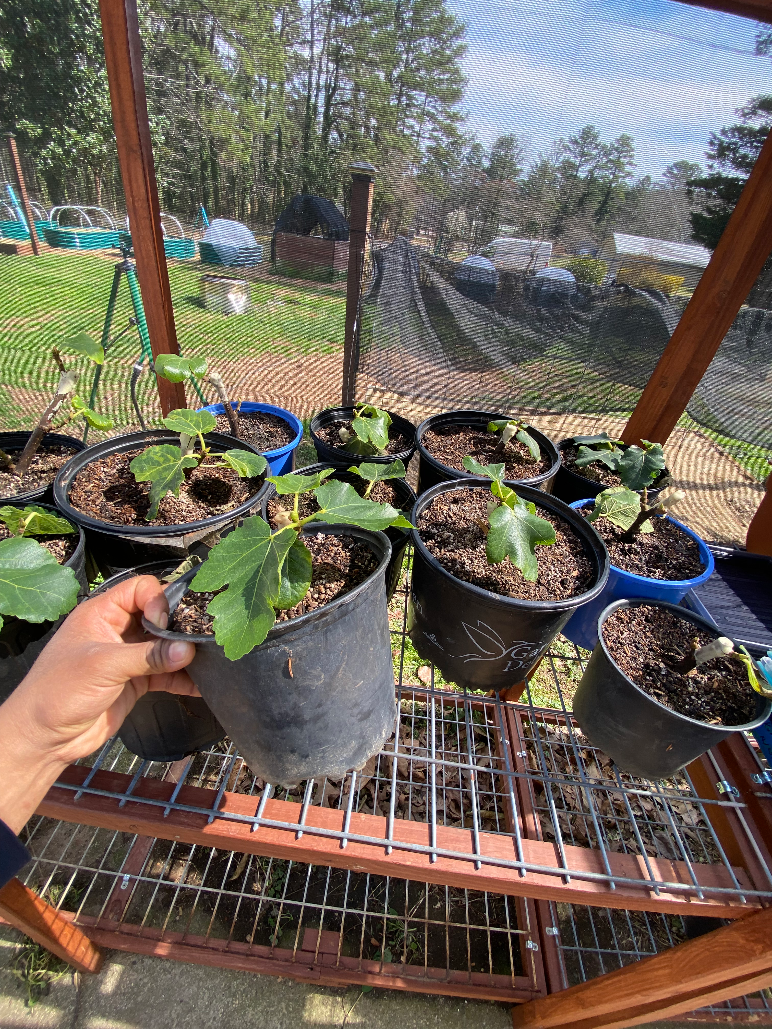 Black Madeira KK Fig Cutting