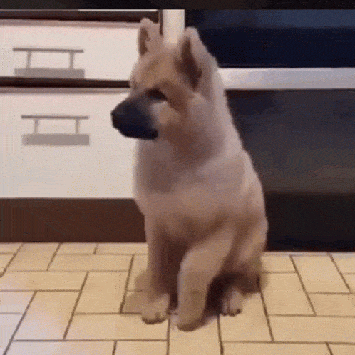 proxy-image.gif