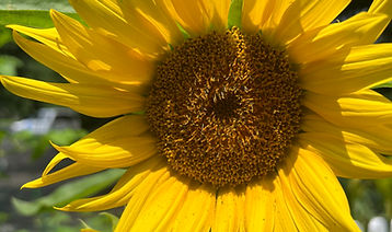 ws sunflower.jpg