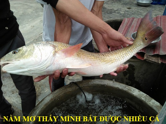 Mơ Bắt Được Cá Đánh Con Gì, Điềm Gì? Giải mã giấc mơ trong lô đề content media