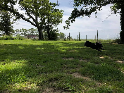 dog run.jpg