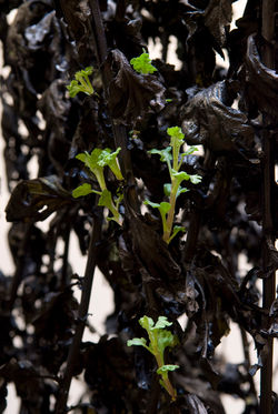 Inked Chrysanthemums