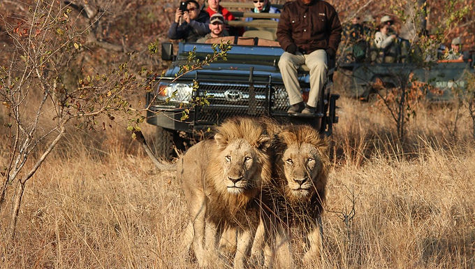 Episode 52: Luxury Safari Adventures in South Africa