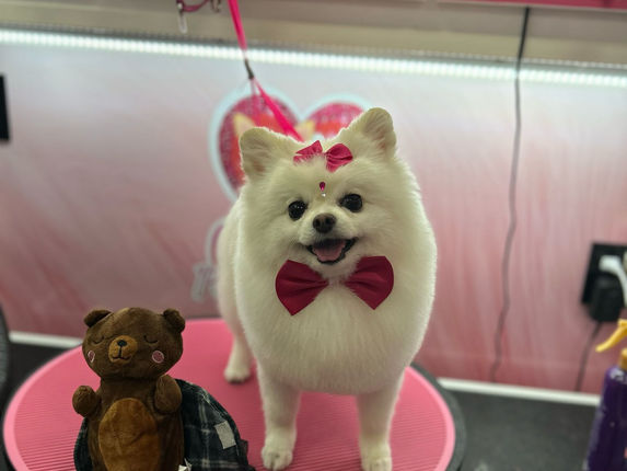 Groomed pet 10