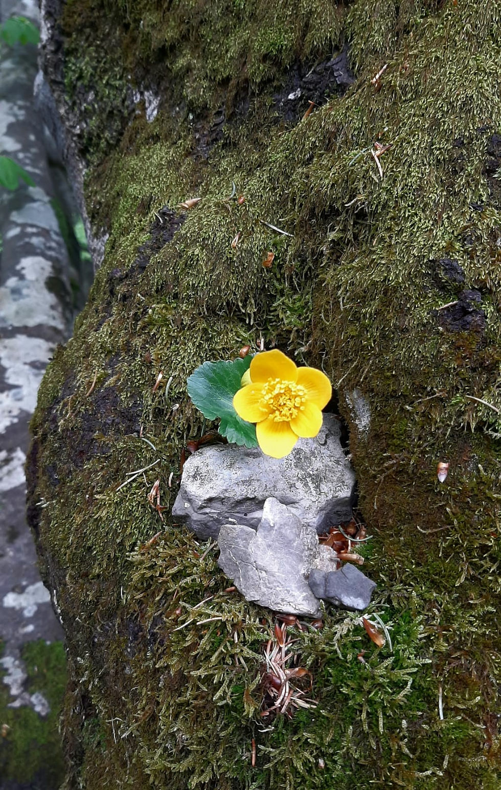 Gelbe Blume im Moos - Sinnbild für Wachstum, Kraft und Erdung