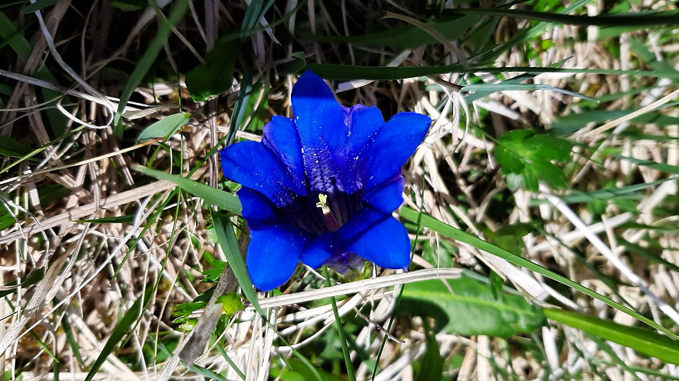 Blaue Blüte im Wald - Symbol für Natürlichkeit, Heilung und Achtsamkeit