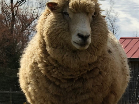 2019 Sheep Shearing