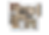 Untitled design (5).png