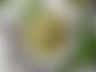 RECIPE: Zucchini Noodles with Pesto Chicken