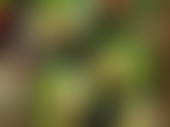 RECIPE: Turkey Lettuce Wraps with Avocado