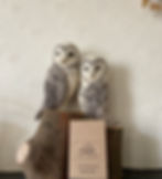 Needlefelted Owls