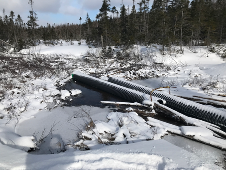 Grooming Update - Feb 22, 2022