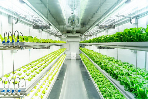 hydroponics-shipping-container-1024x683.jpeg