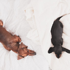 puppies.jpg