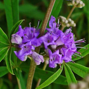 Plant-Extract-10-1-Chasteberry-Extract-Vitex-Agnus-Castus-Extract.webp