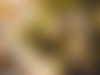 A Reminder That Spring Will Come