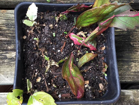 Dougherty Garden - Red and Green Leafed Hibiscus Plants HI03 - April 25, 2019