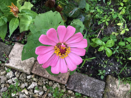 Flowers of the the Dougherty Garden on Blog and YouTube Video - November 22, 2019