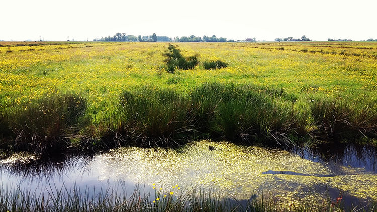 Biodivers natuurlandschap van bio-boerderij De Nije Mieden