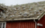 Birds on barn roof, PC: arvid hoidahl