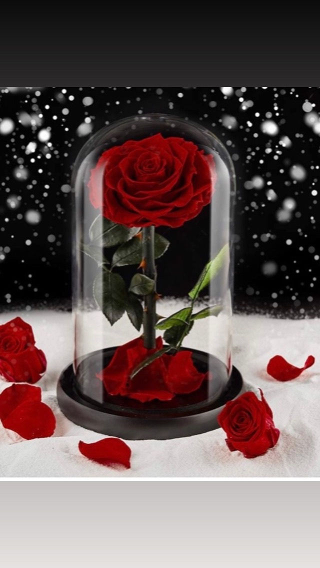 Thumbnail: Eternal preserved real red rose