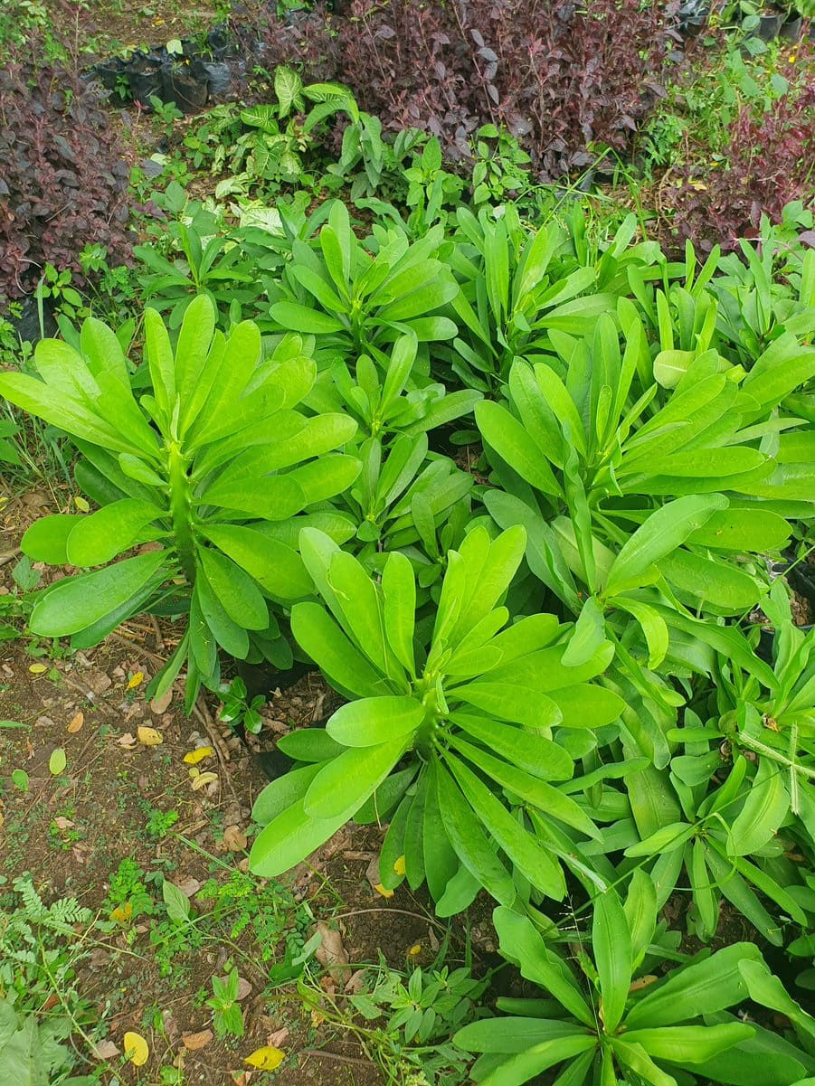 Couronne d'épines / Euphorbia milii