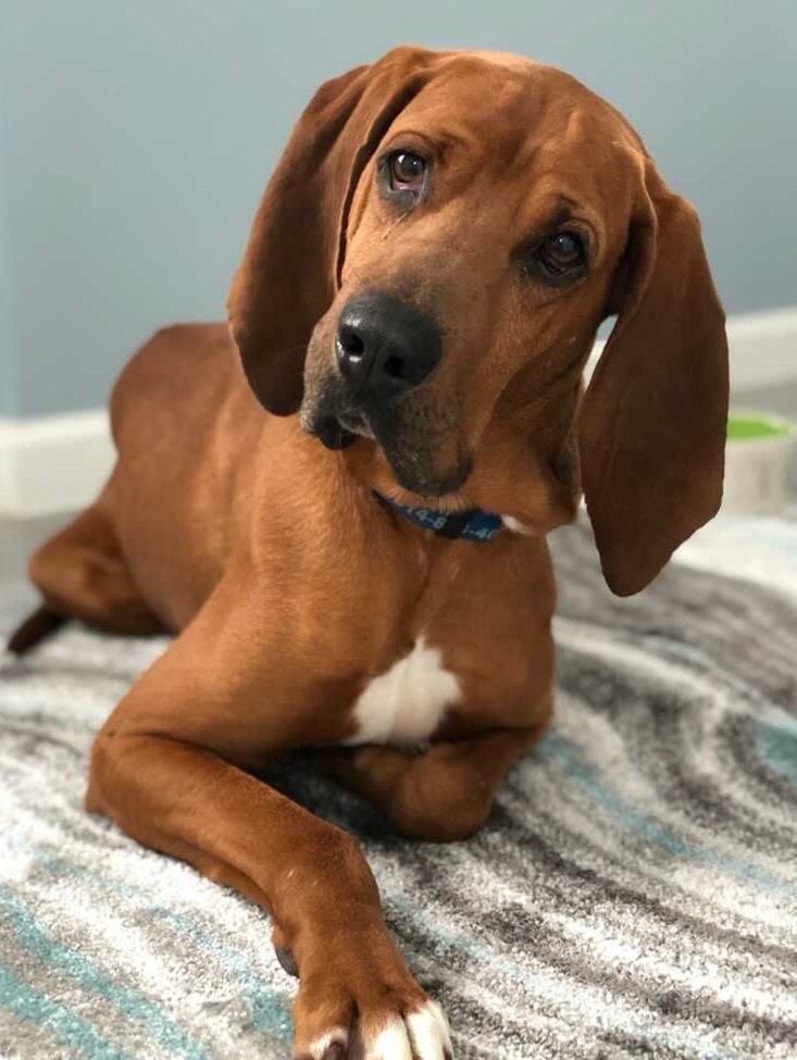 Dog Rescue Dog Adoption Happy Bark Erie Pennsylvania