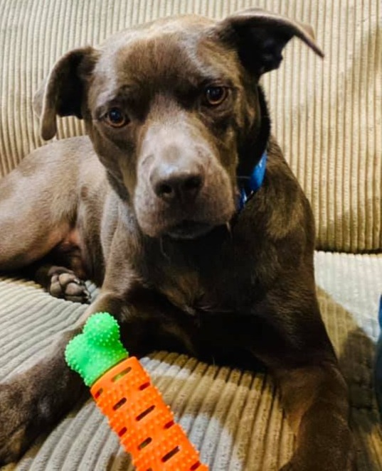 Dog Rescue Dog Adoption Happy Bark Erie Pennsylvania