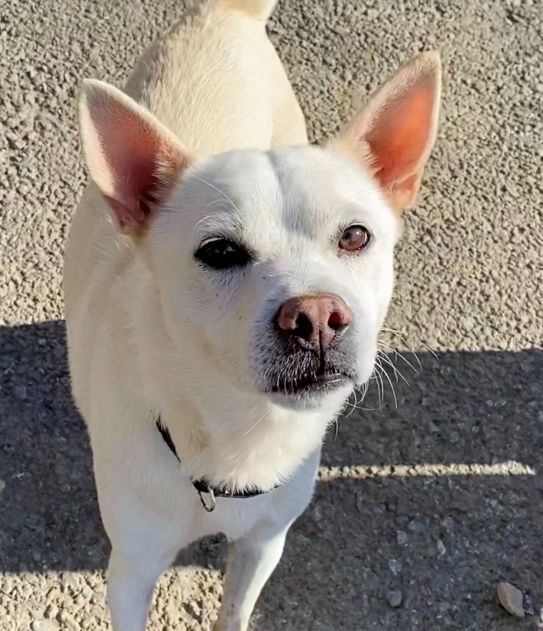 Dog Rescue Dog Adoption Happy Bark Erie Pennsylvania