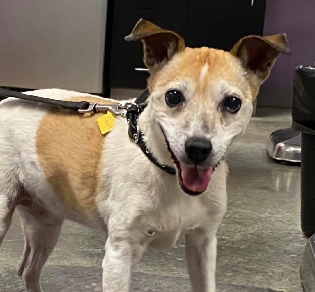 Dog Rescue Dog Adoption Happy Bark Erie Pennsylvania