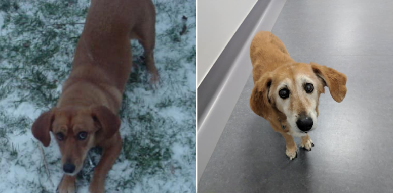 Daisy in 2003 and in 2019