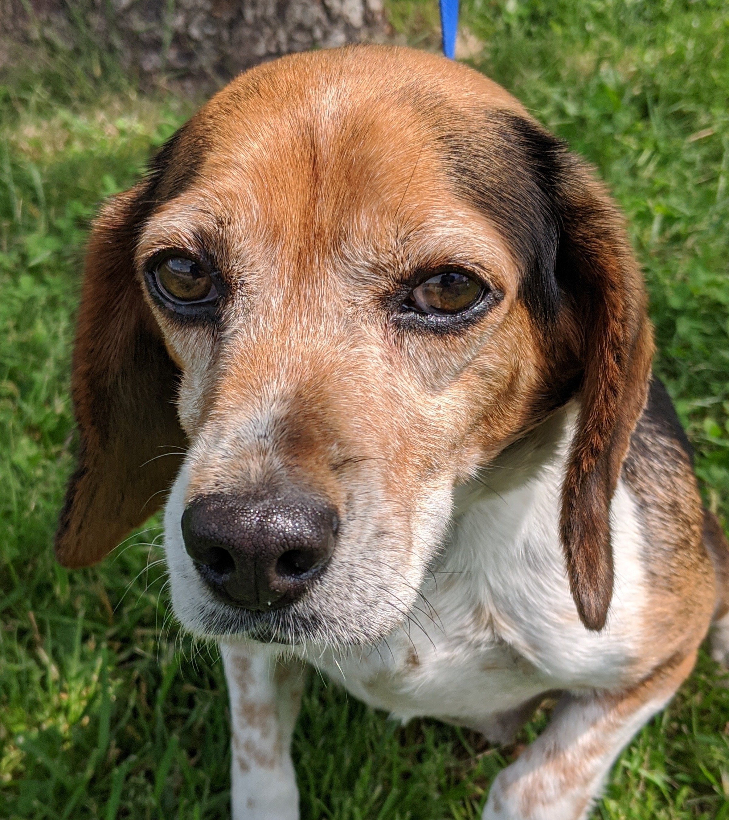Adoptable Dogs Happy Bark
