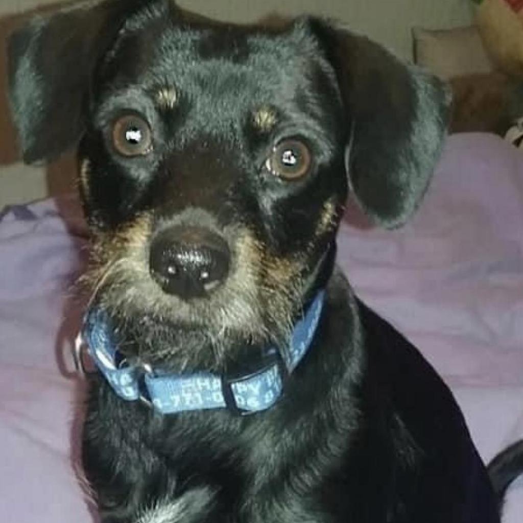 Dog Rescue Dog Adoption Happy Bark Erie Pennsylvania