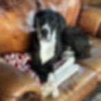 Sammy