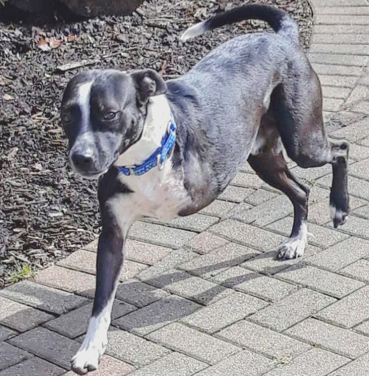 Dog Rescue Dog Adoption Happy Bark Erie Pennsylvania