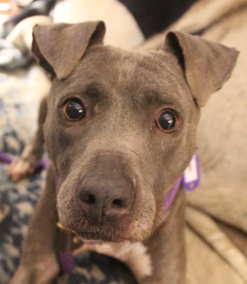 Dog Rescue Dog Adoption Happy Bark Erie Pennsylvania