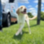 Toby