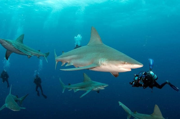 SaltyDivers sharkdiving Jupiter Florida