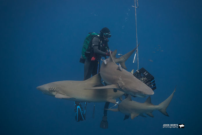 SaltyDivers sharkdiving Jupiter Florida