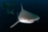 278667050_985176455720632_8014960945510356941_n.jpeg