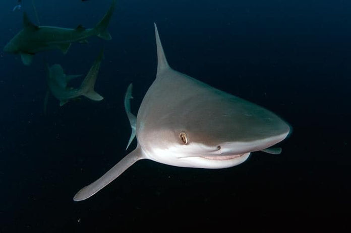 SaltyDivers sharkdiving Jupiter Florida